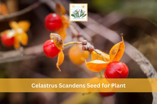 American Bittersweet Seeds | Native Climbing Vine | Celastrus scandens | Ornamental Plant with Orange Berries