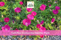 Purple Poppy Mallow Seeds – Callirhoe involucrata – Drought Tolerant Native Perennial Wildflower for Rock Gardens & Borders