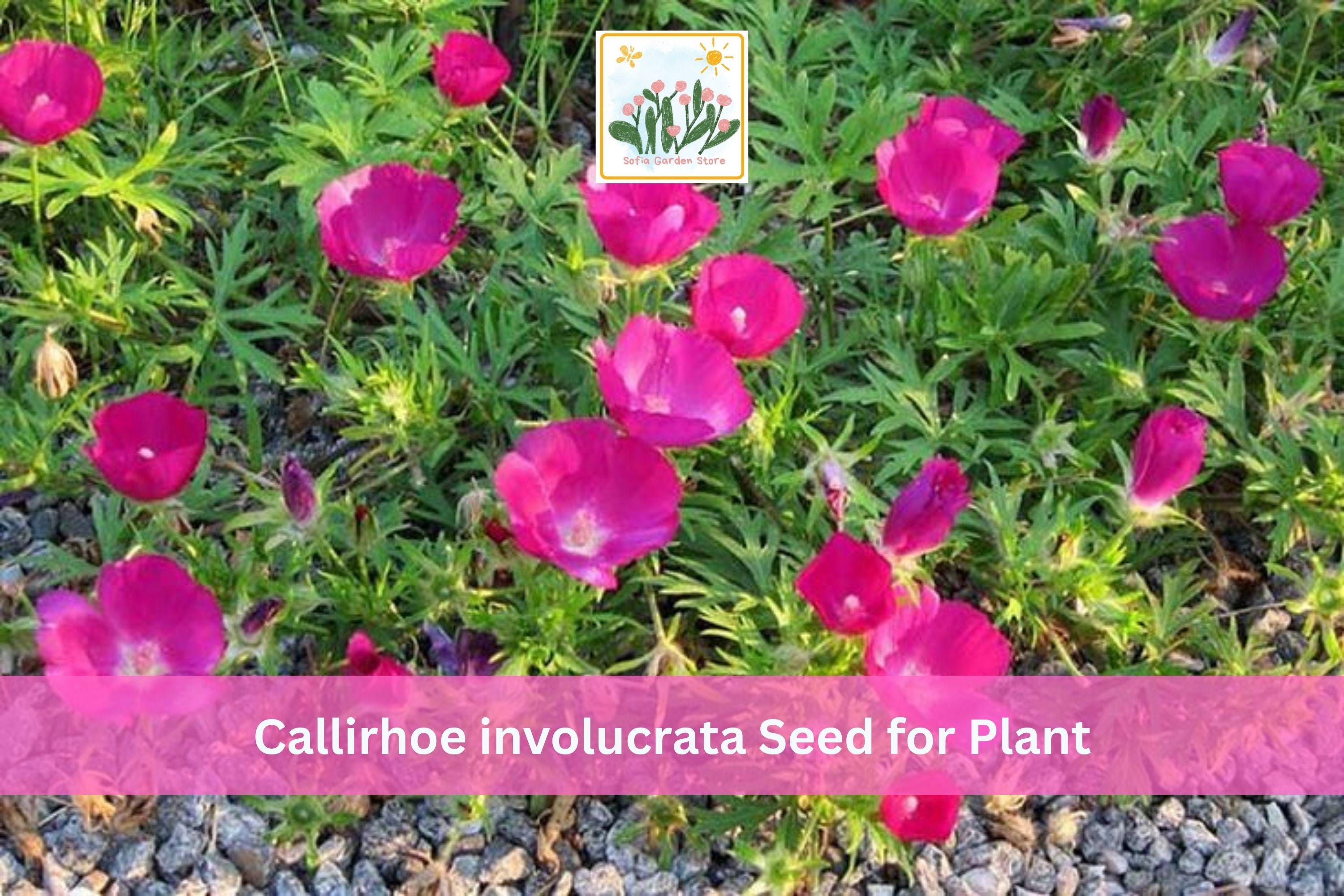 Purple Poppy Mallow Seeds – Callirhoe involucrata – Drought Tolerant Native Perennial Wildflower for Rock Gardens & Borders