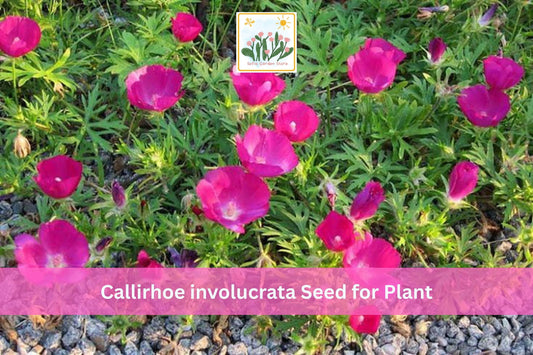 Purple Poppy Mallow Seeds – Callirhoe involucrata – Drought Tolerant Native Perennial Wildflower for Rock Gardens & Borders