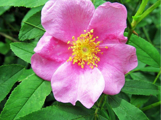 Swamp Rose Seeds (Rosa palustris) – Native Wetland Shrub for Rain Gardens, Wildlife Habitat, Pollinator Gardens