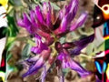 Astragalus bisulcatus Twogroove Milkvetch Seeds – Native Prairie Legume for Pollinator Gardens and Restoration