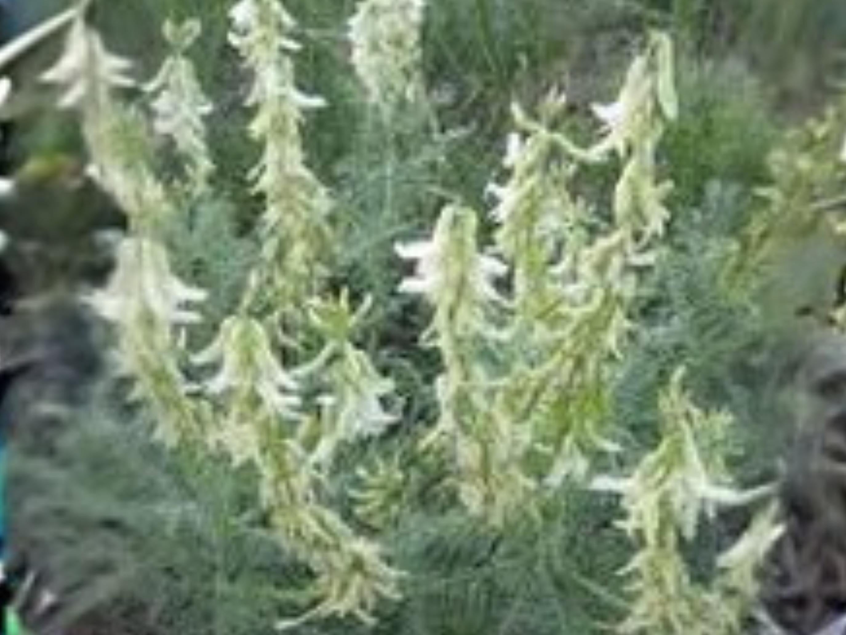 Astragalus drummondii Woolly Milkvetch Seed Pack | Native Prairie Legume for Pollinators & Restoration