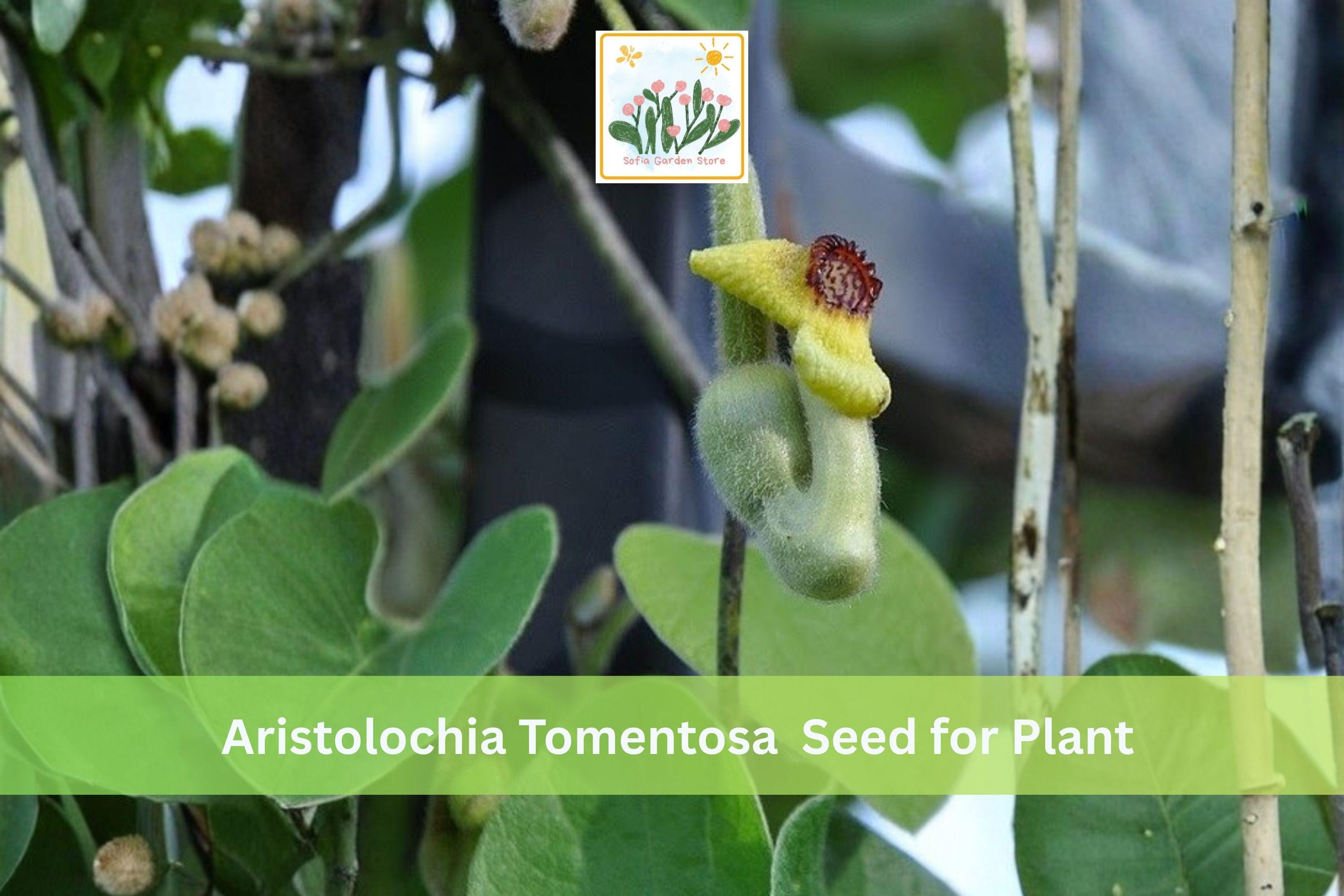 Dutchman’s Pipevine Seeds | Native Climbing Vine Aristolochia tomentosa | Shade Garden Plant, Perennial Vine