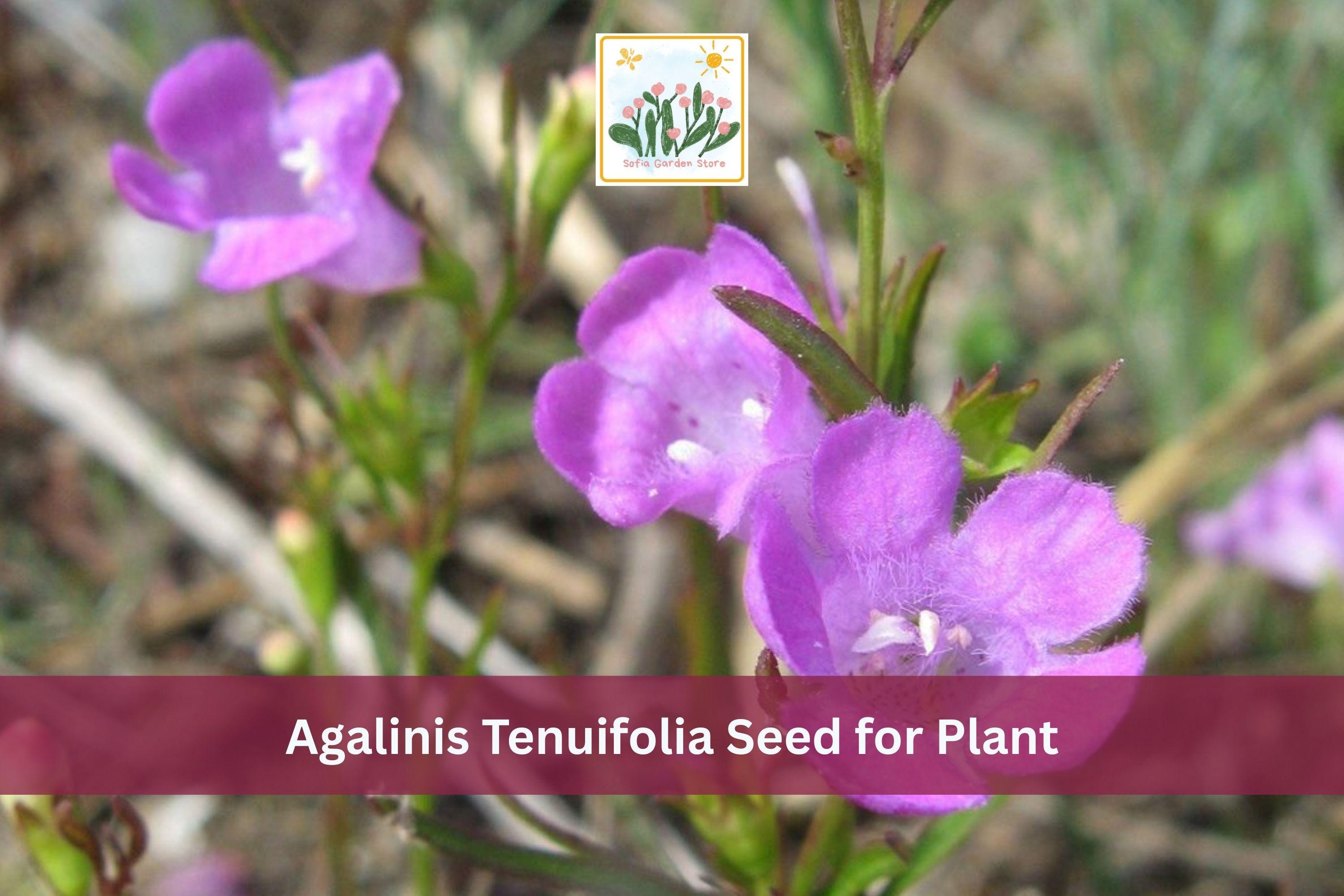 250 Slender False Foxglove Seeds | Agalinis tenuifolia | Native Pink Wildflower | Meadow Annual Plant