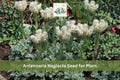 100 Prairie Pussytoes Seeds | Antennaria neglecta | Native Drought Tolerant Perennial Groundcover | White Flowers