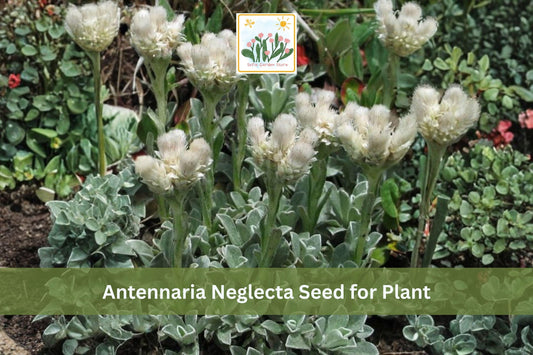 100 Prairie Pussytoes Seeds | Antennaria neglecta | Native Drought Tolerant Perennial Groundcover | White Flowers