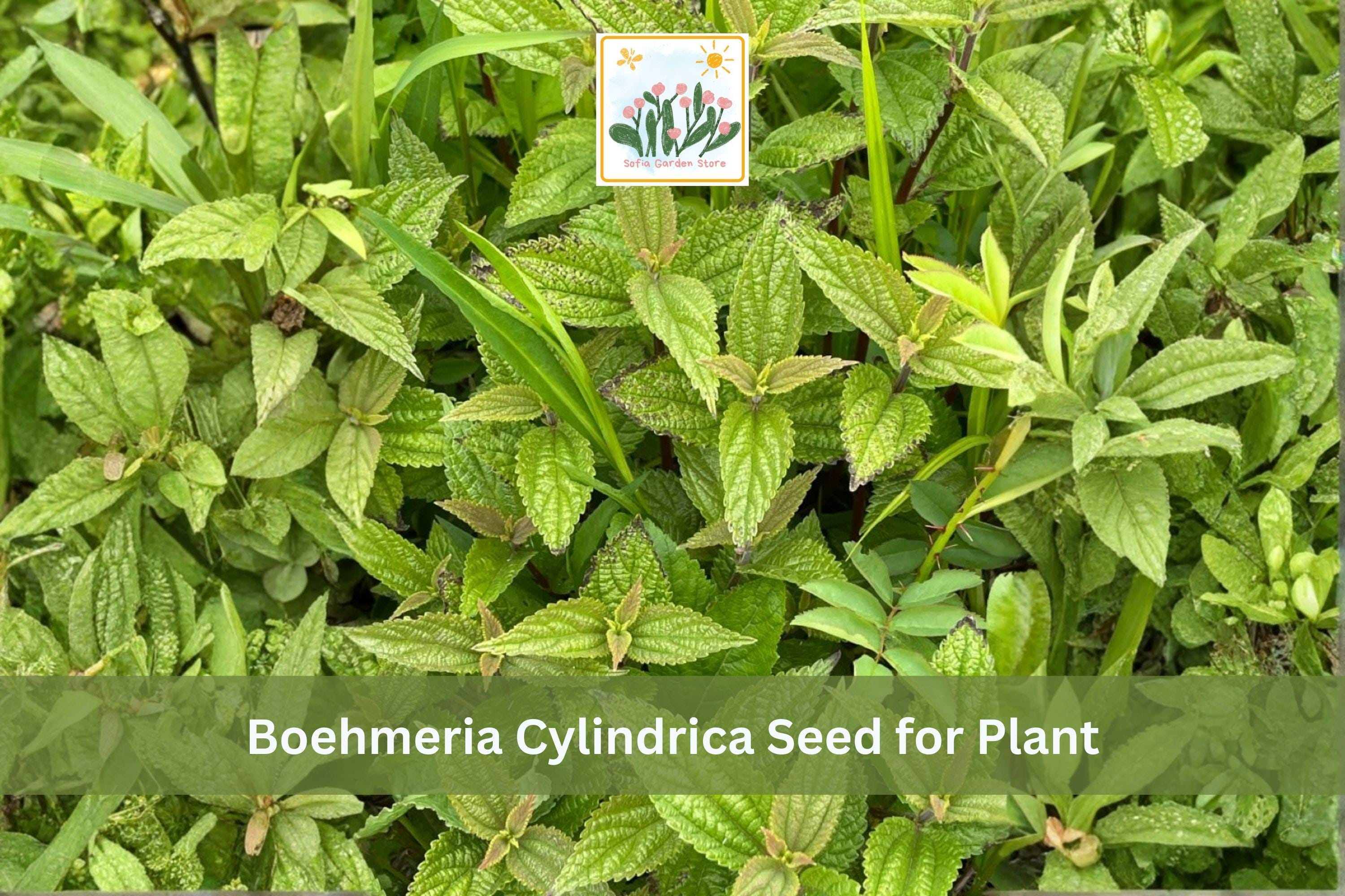 Smallspike False Nettle Seeds | Native Perennial Plant for Wet Soils | Boehmeria cylindrica