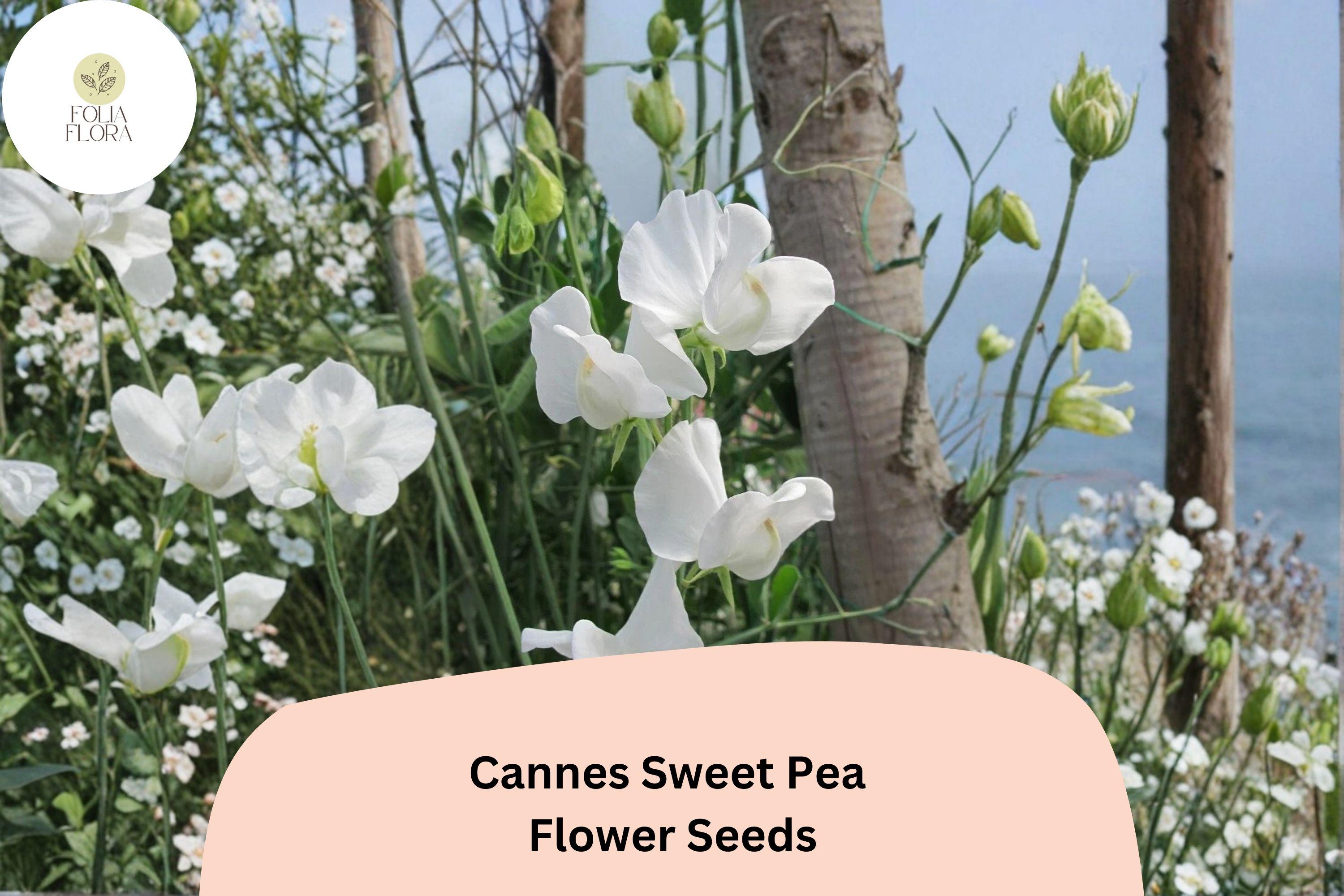 Cannes Sweet Pea Seeds | Lathyrus odoratus Tall Climbing Annual Flower Vine (50+ Seeds)