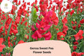 Genoa Sweet Pea Seeds | Lathyrus odoratus Tall Climbing Annual Flower Vine (50+ Seeds)