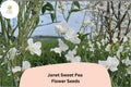 Janet Sweet Pea Seeds | White Lathyrus odoratus Tall Climbing Flower Vine (50+ Seeds)