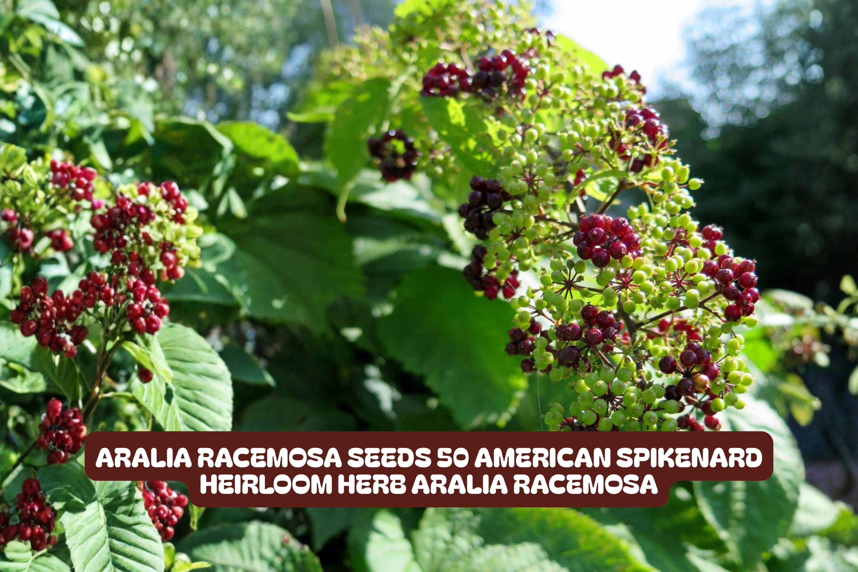 Aralia Racemosa Seeds - American Spikenard Perennial Herb, Native Plant, 50 Count