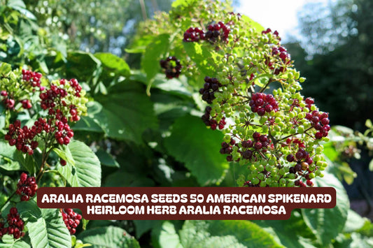Aralia Racemosa Seeds - American Spikenard Perennial Herb, Native Plant, 50 Count