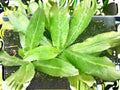 Culantro Herb Plant 100 Seeds | Ngo Gai, Recao, Eryngium foetidum | Heat Tolerant Culinary Herb