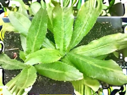 Culantro Herb Plant 100 Seeds | Ngo Gai, Recao, Eryngium foetidum | Heat Tolerant Culinary Herb