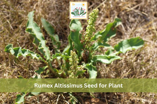 100 Pale Dock Seeds Rumex altissimus Native Perennial for Prairie, Meadow Edges, Native Gardens