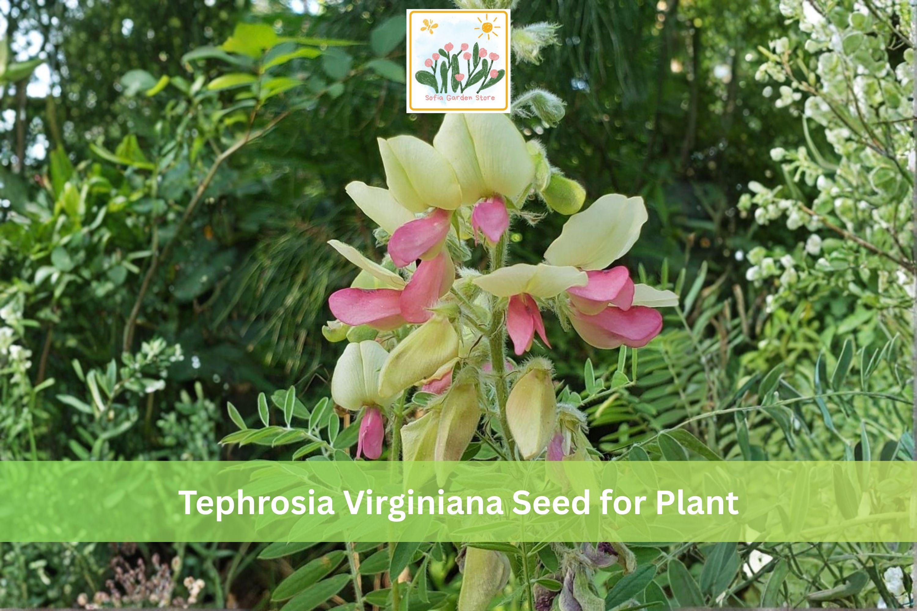 Goat’s Rue Seeds, Native Prairie Wildflower, Tephrosia virginiana, Drought Tolerant Perennial, Full Sun, Well-Drained Soil