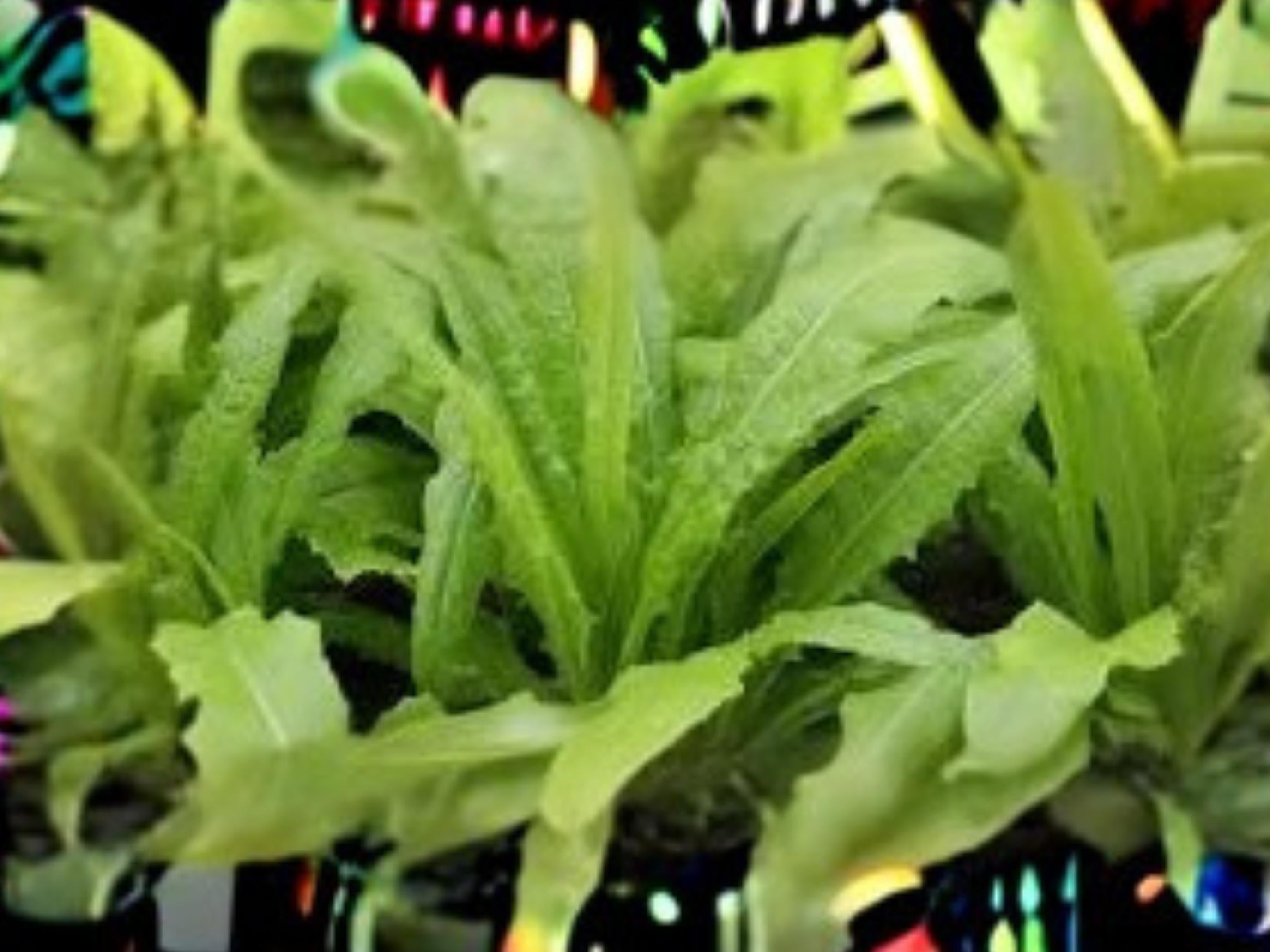 Asparagus Lettuce Seeds | Celtuce, New Yu Mai | Asian Vegetable for Stir-Fries & Salads | 200 Seeds