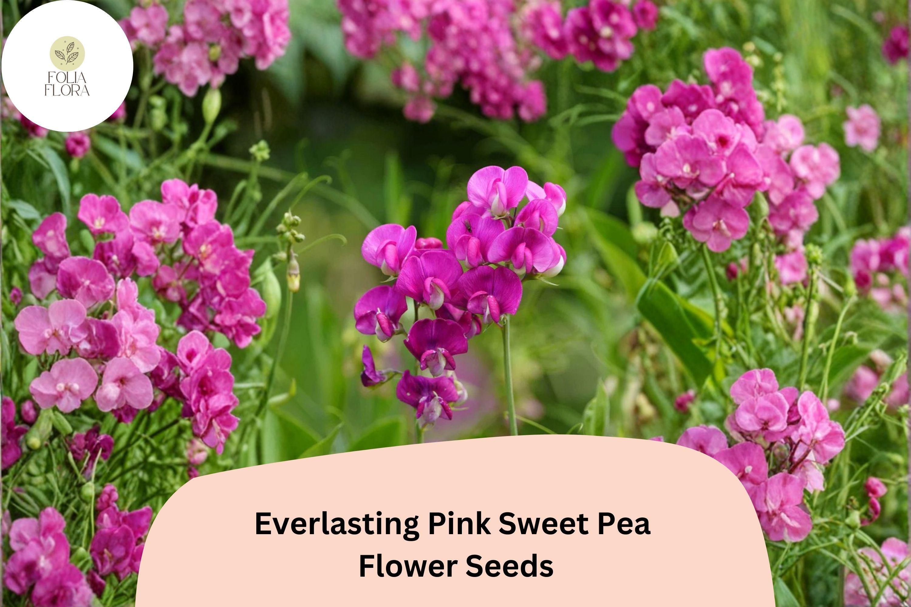 Everlasting Pink Sweet Pea Seeds | Perennial Climbing Vine (50+ Seeds)