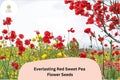 Red Sweet Pea Seeds | Perennial Climbing Vine for Trellises (50+ Seeds)