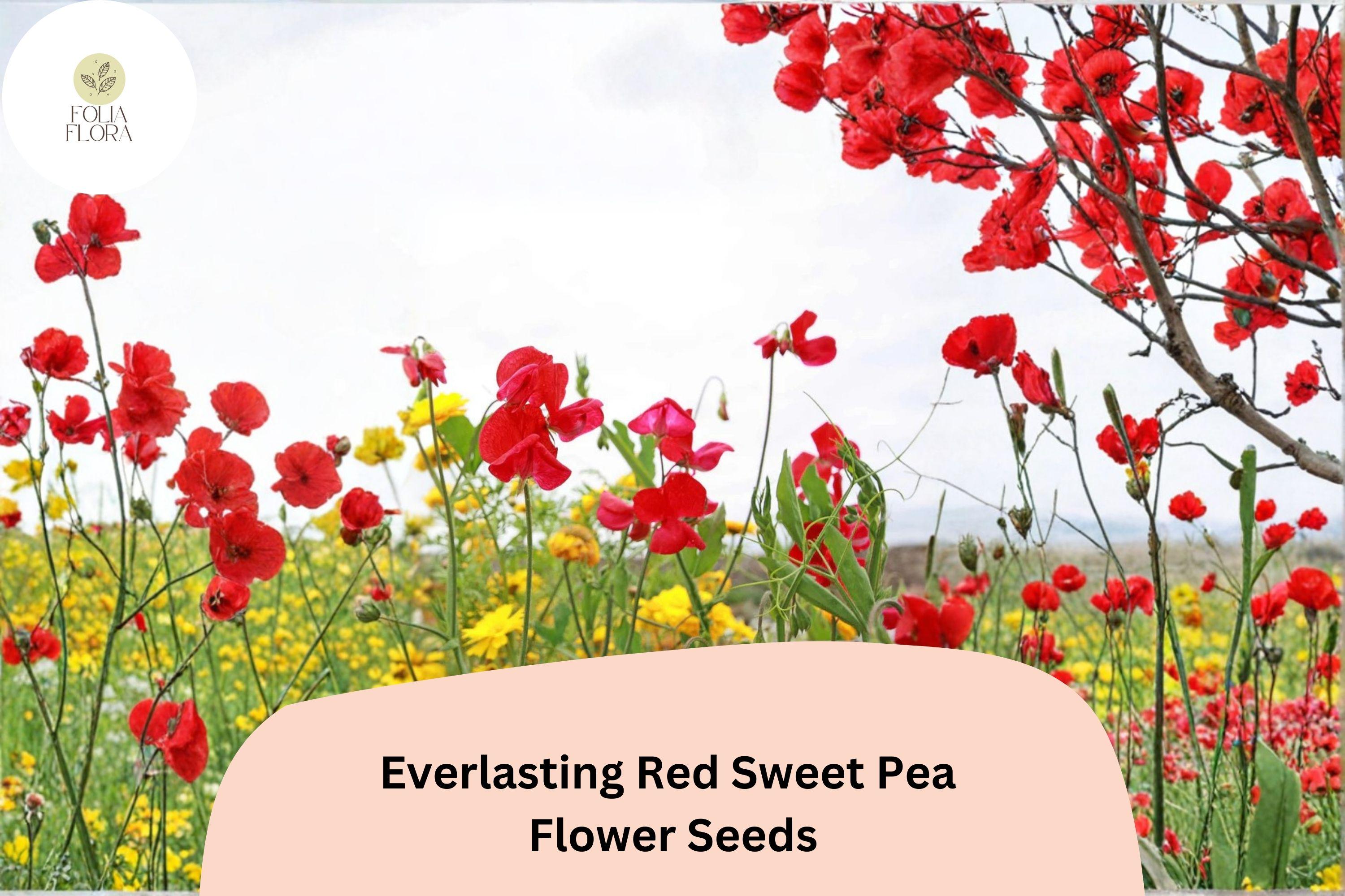 Red Sweet Pea Seeds | Perennial Climbing Vine for Trellises (50+ Seeds)