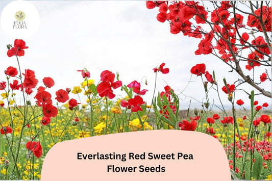 Red Sweet Pea Seeds | Perennial Climbing Vine for Trellises (50+ Seeds)