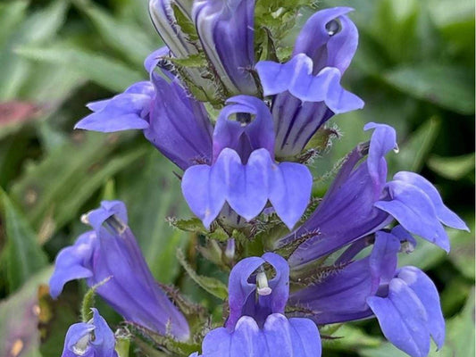 Great Blue Lobelia Seeds – 500 Native Wildflower Seeds for Moist Soils, Pollinator Gardens, Late Summer Bloom, Lobelia siphilitica