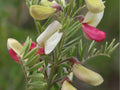 Goat’s Rue Seeds 10 Pack – Drought-Tolerant Native Wildflower for Pollinators & Soil Improvement – Tephrosia virginiana