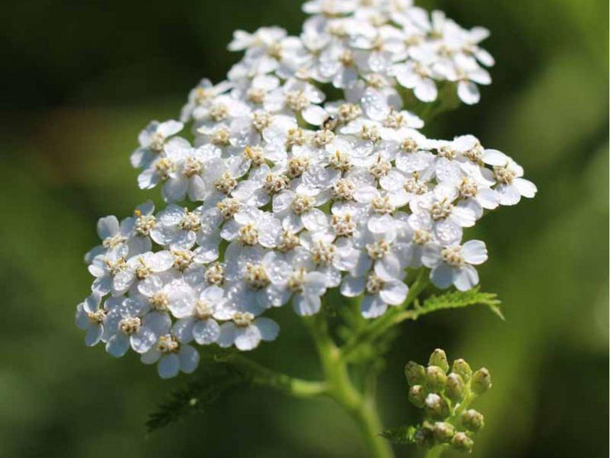 Western Yarrow Seeds – 500 Drought-Tolerant Native Groundcover Achillea millefolium occidentalis for Pollinator Gardens