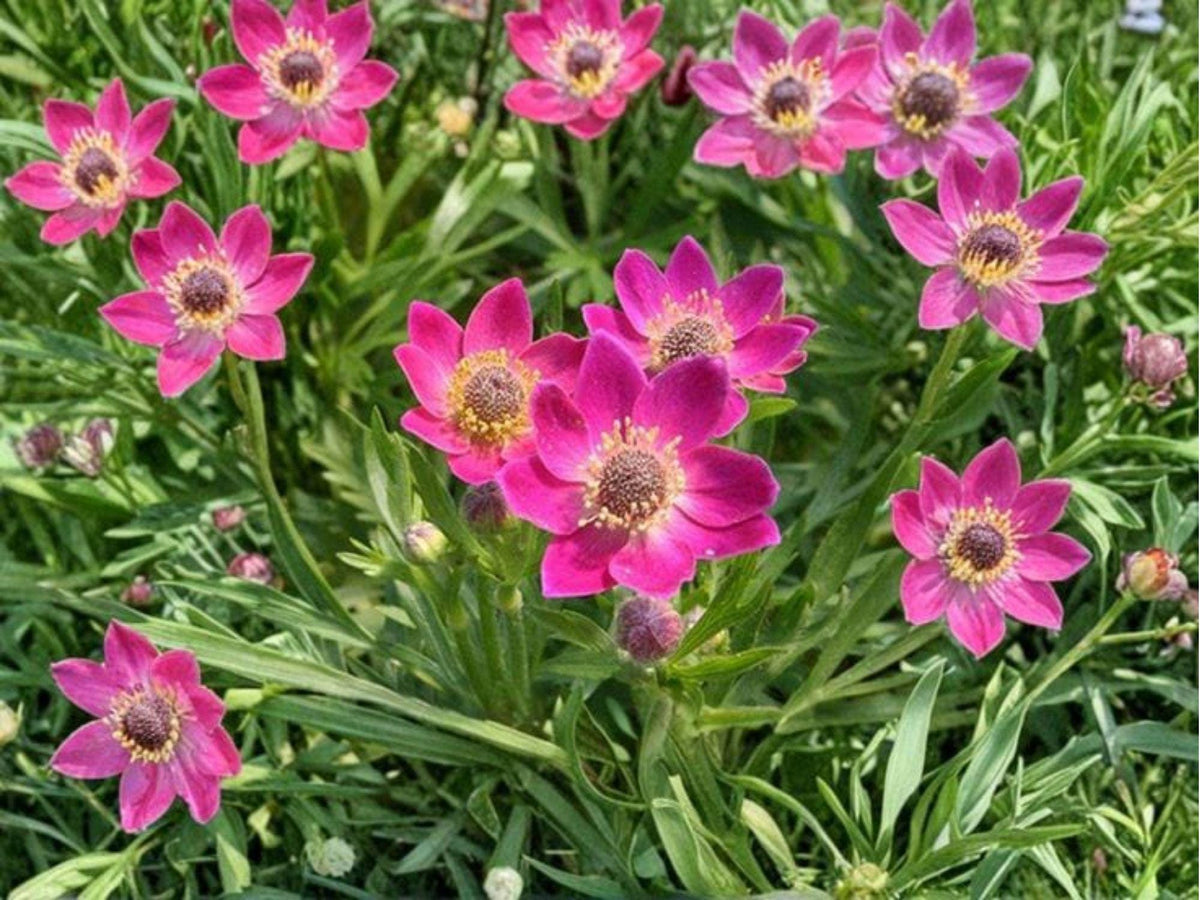 Windflower Seeds (Anemone multifida) – 100 Native Wildflower Seeds for Meadows & Rock Gardens