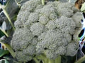 Waltham 29 Broccoli Seeds | Heirloom, Cold Hardy, Large Heads | Annual Vegetable, 500 Seeds