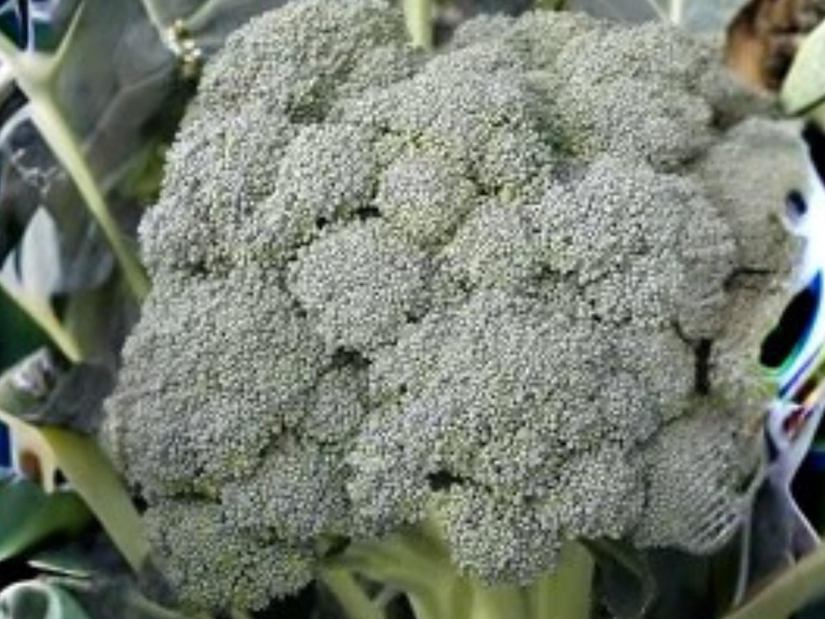 Waltham 29 Broccoli Seeds | Heirloom, Cold Hardy, Large Heads | Annual Vegetable, 500 Seeds