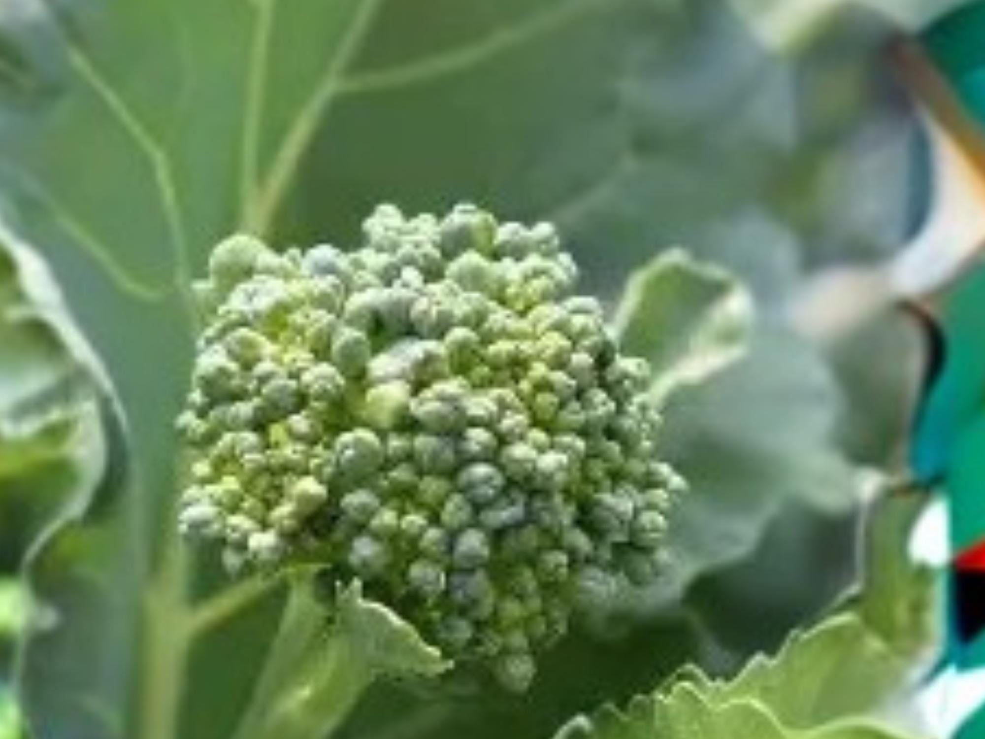 Broccoli Raab Seeds, Rapini, Spring Rabe, Italian Greens, 300 Seeds, Fast-Growing Vegetable, Edible Leaves & Buds