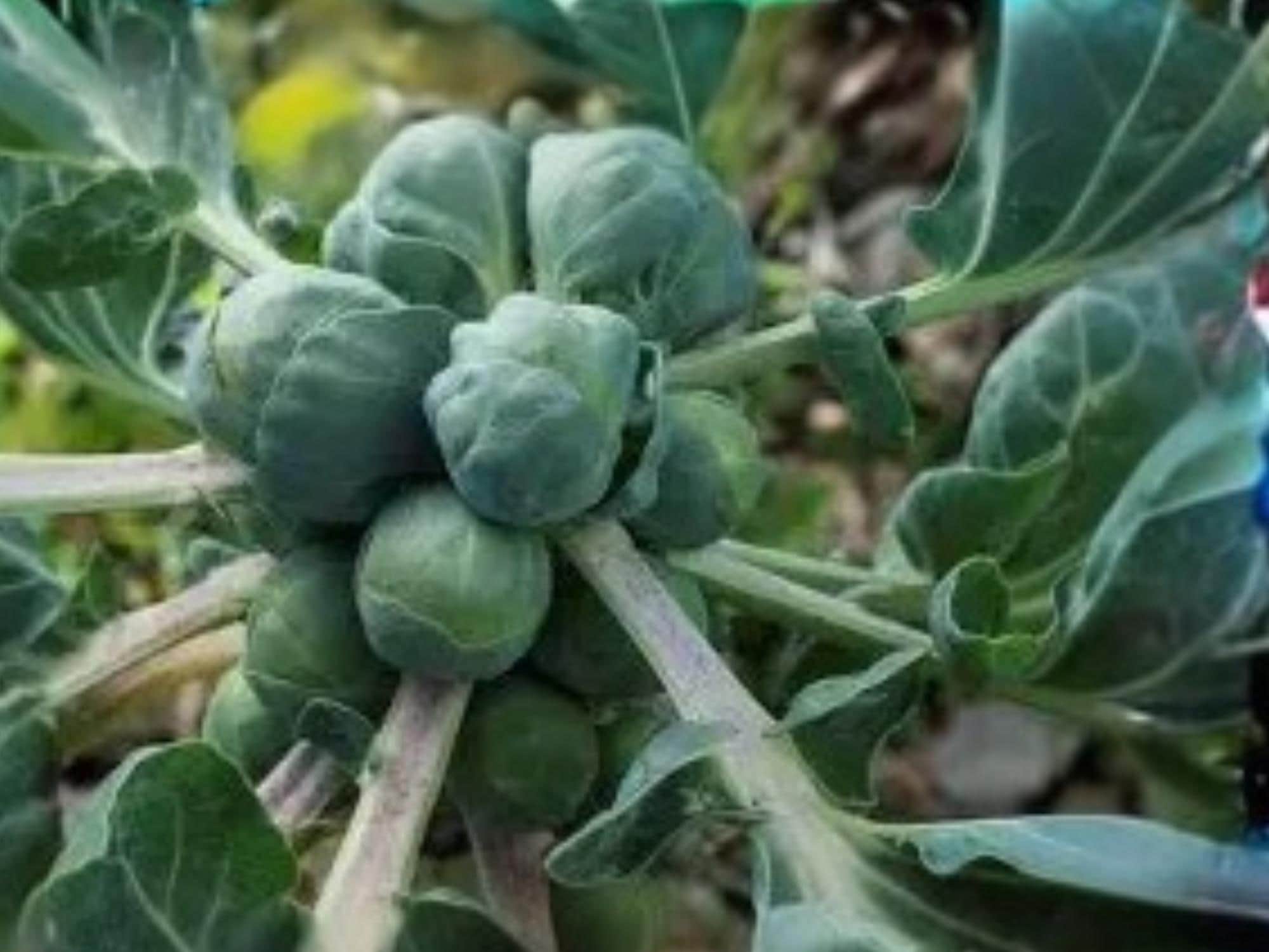 Catskill Brussels Sprouts Seeds – Heirloom, Cold Hardy, Compact Vegetable, 500 Seeds