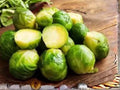 Long Island Improved Brussels Sprouts Seeds | Heirloom, Cold Hardy, High Yield, 500 Seeds | Vegetable Plant for Fall & Winter Gardens