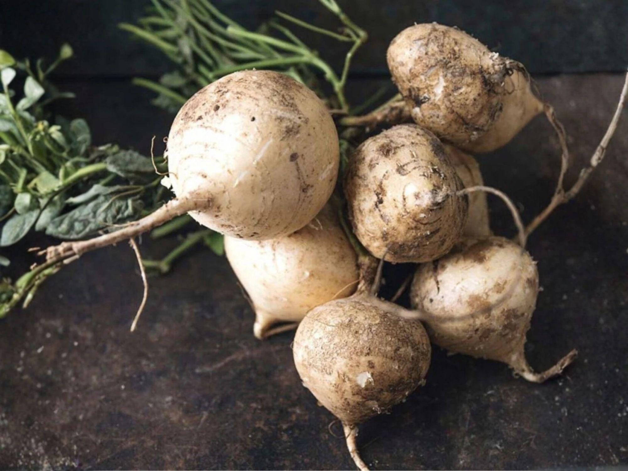 Nam Tao Yai Gourd Seeds | Large Hybrid Bottle Gourd for Culinary & Crafts | Fast-Growing Vine, Edible & Decorative Gourds
