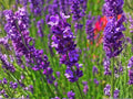 Kentucky Bluegrass Seeds | Argyle Turf Grass for Lawns | Premium Cool-Season Poa pratensis