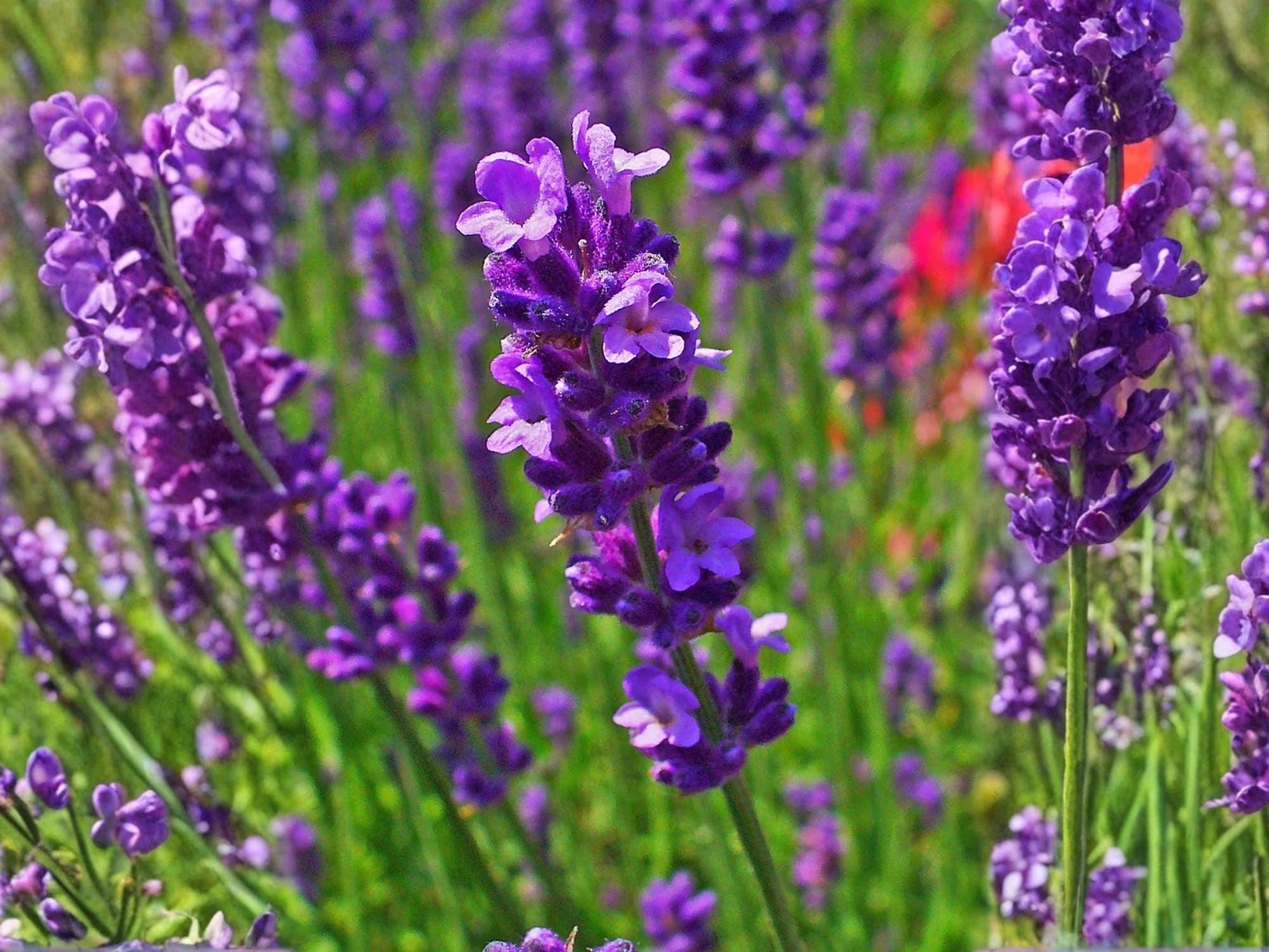 Kentucky Bluegrass Seeds | Argyle Turf Grass for Lawns | Premium Cool-Season Poa pratensis