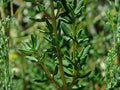 Blue Vervain Seeds (Verbena hastata) - Native Wildflower for Gardens, Wetlands, and Pollinator Support