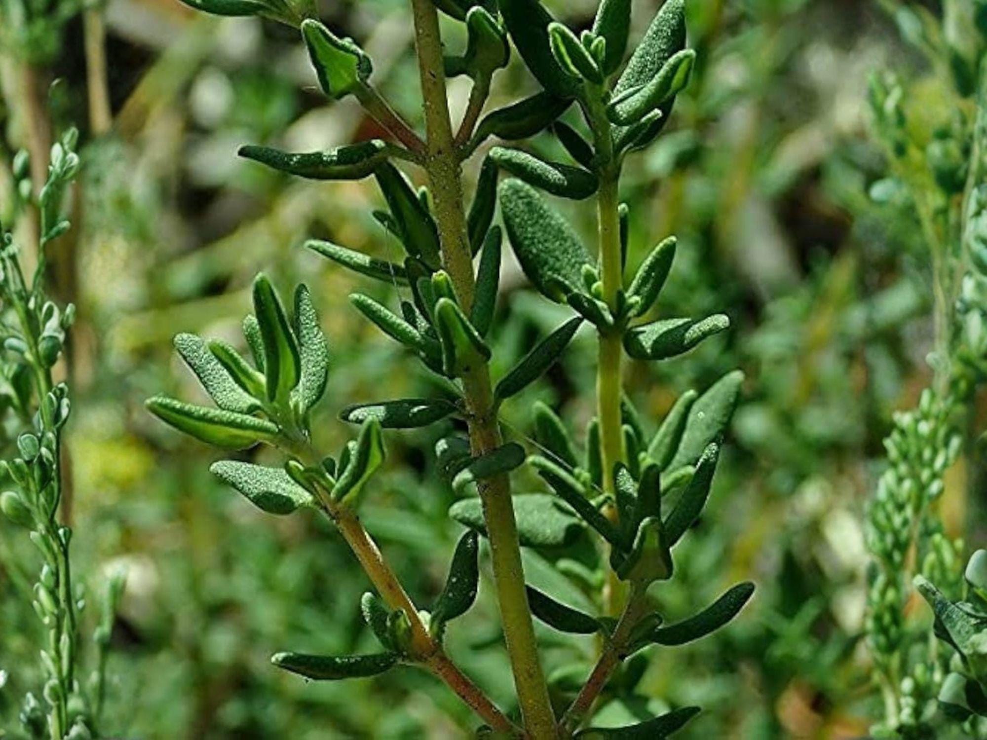 Blue Vervain Seeds (Verbena hastata) - Native Wildflower for Gardens, Wetlands, and Pollinator Support