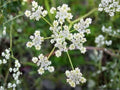 Blue Grama Native Grass Seeds – Drought Tolerant Prairie Grass with Eyelash Seed Heads – Bouteloua gracilis, Perfect for Lawns & Xeriscaping