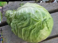 Copenhagen Market Cabbage Seeds | Heirloom Early Large Round Heads | Cold Hardy Vegetables | 500 Seeds