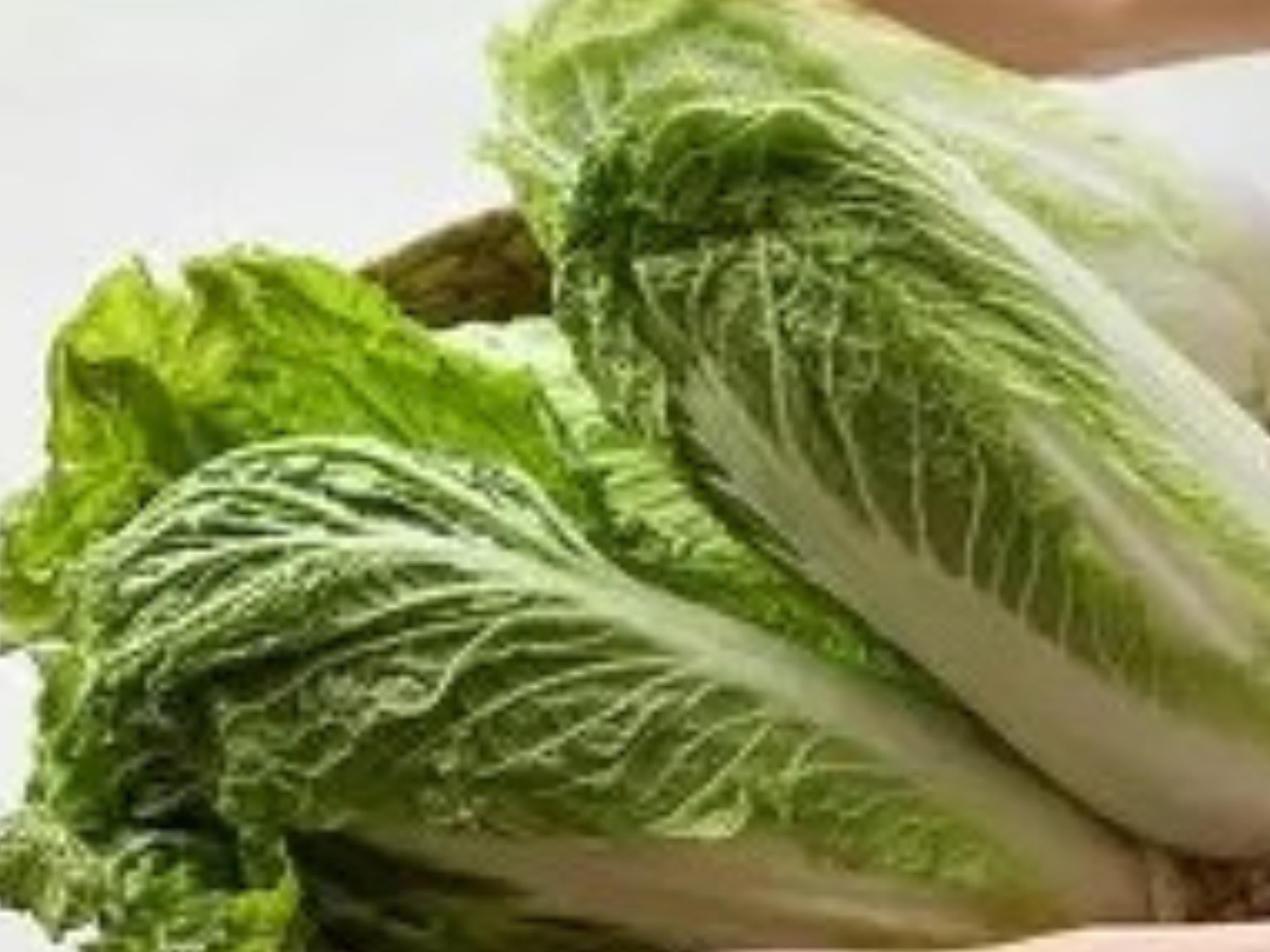 Chinese Cabbage Seeds | Michihli Heading Napa Type | Asian Vegetable, Fermenting & Stir-Fry | Brassica rapa