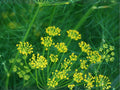 Heart-leaved Aster Seeds 500 Pack | Native Symphyotrichum cordifolium for Fall Pollinator Gardens