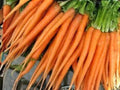 Tendersweet Carrot Seeds – Heirloom Long Orange Root for Juicing & Fresh Eating, 500 Seeds