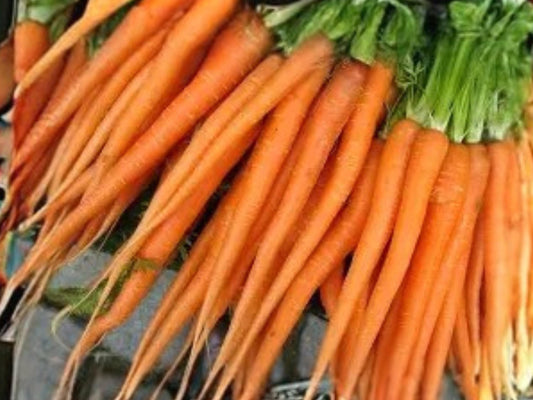 Tendersweet Carrot Seeds – Heirloom Long Orange Root for Juicing & Fresh Eating, 500 Seeds