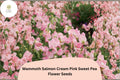 Mammoth Salmon Cream Pink Sweet Pea Seeds | Lathyrus odoratus Tall Climbing Vine (50+ Seeds)