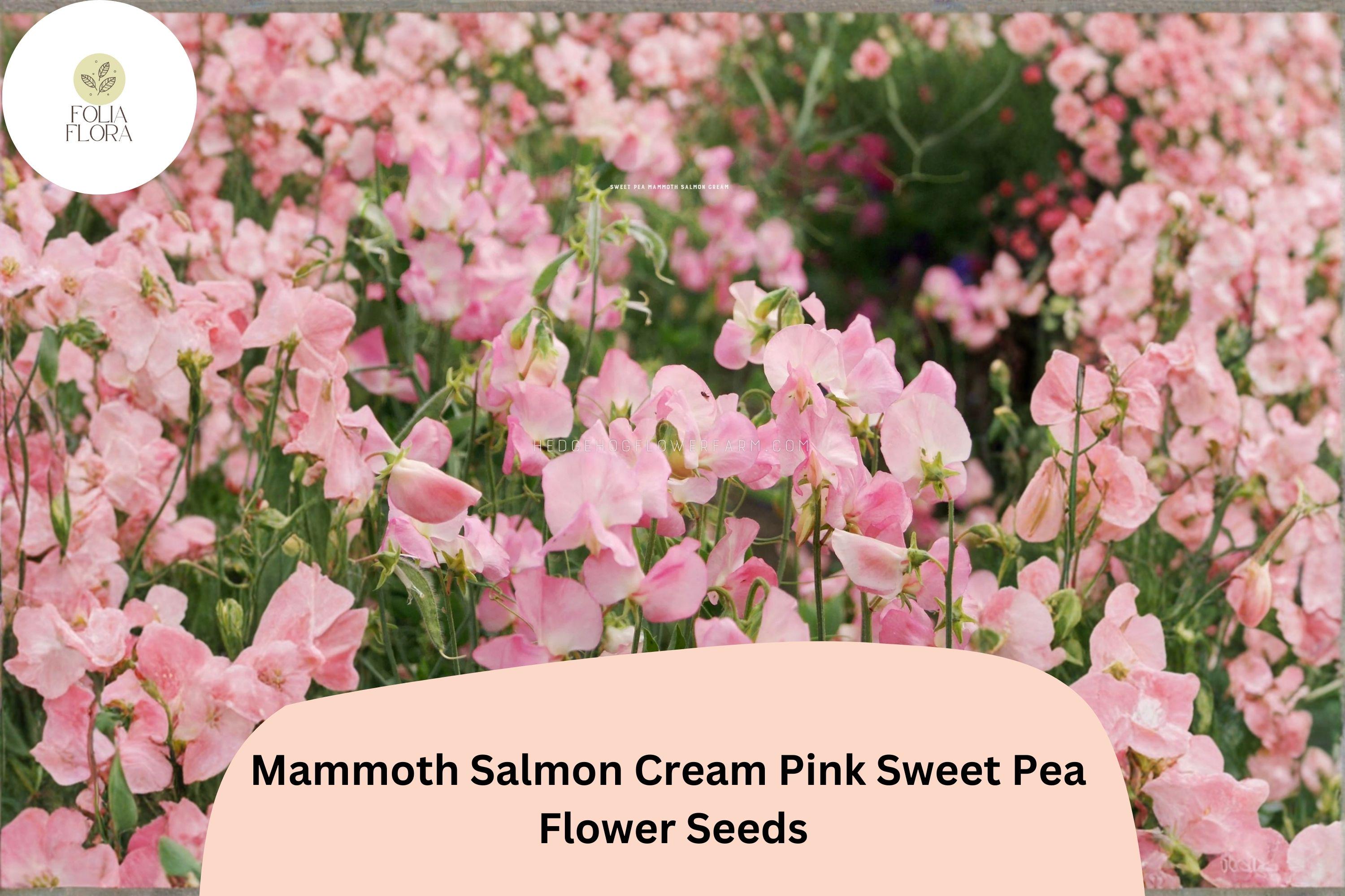 Mammoth Salmon Cream Pink Sweet Pea Seeds | Lathyrus odoratus Tall Climbing Vine (50+ Seeds)