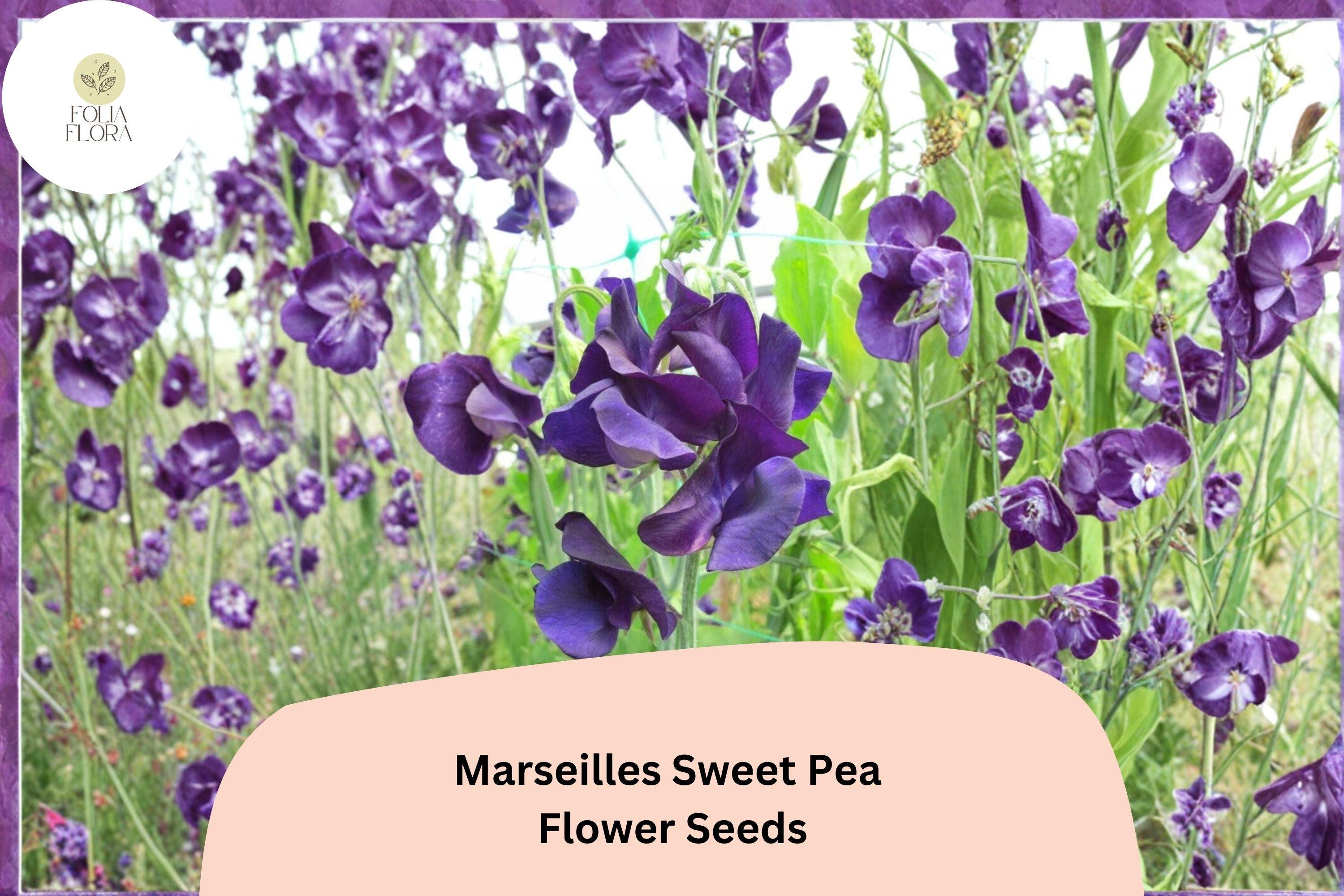 Marseilles Sweet Pea Seeds | Lathyrus odoratus Tall Climbing Flower Vine (50+ Seeds)