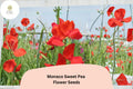 Monaco Sweet Pea Seeds | Orange Lathyrus odoratus Tall Climbing Flower Vine (50+ Seeds)
